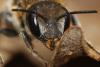 Osmia melanogaster